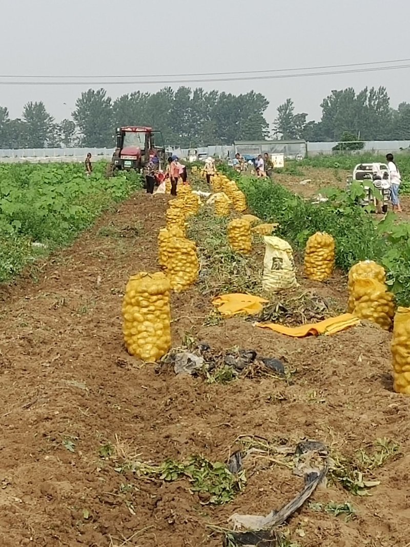 土豆【荷兰十五】支持视频看货，线上交易