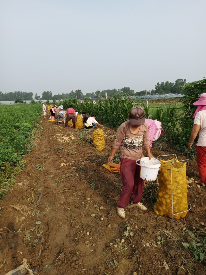 土豆【荷兰十五】支持视频看货，线上交易