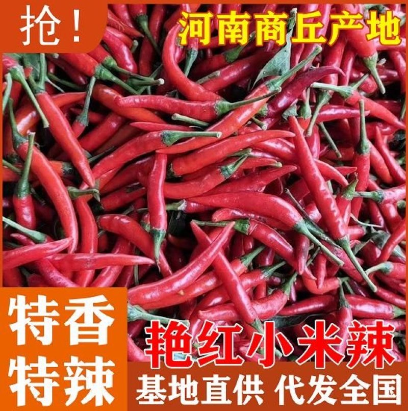 《热销》优质精品小米辣基地直供，价格优，质量保证面积大。