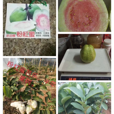 台湾四季粉红蜜芭乐苗红心番石榴苗南方果树苗嫁接苗