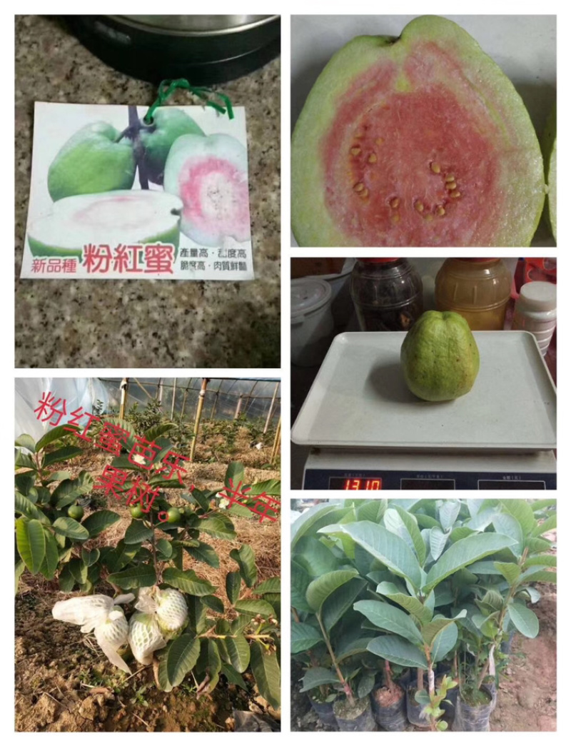台湾四季粉红蜜芭乐苗红心番石榴苗南方果树苗嫁接苗