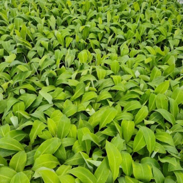粉蕉苗