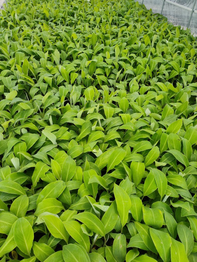 粉蕉苗