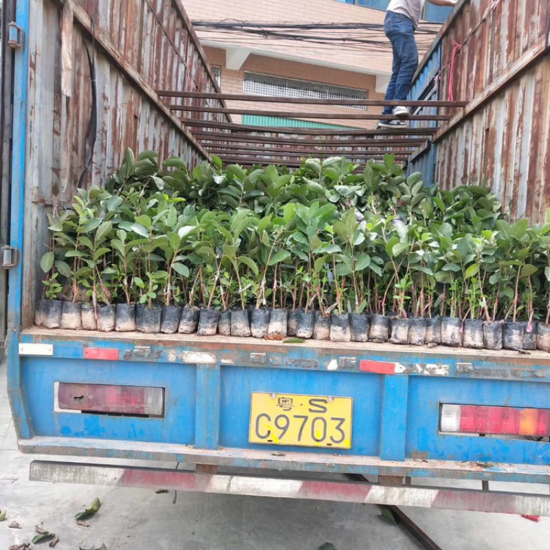 台湾四季粉红蜜芭乐苗红心番石榴苗南方果树苗嫁接苗