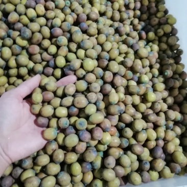 新鲜莲子