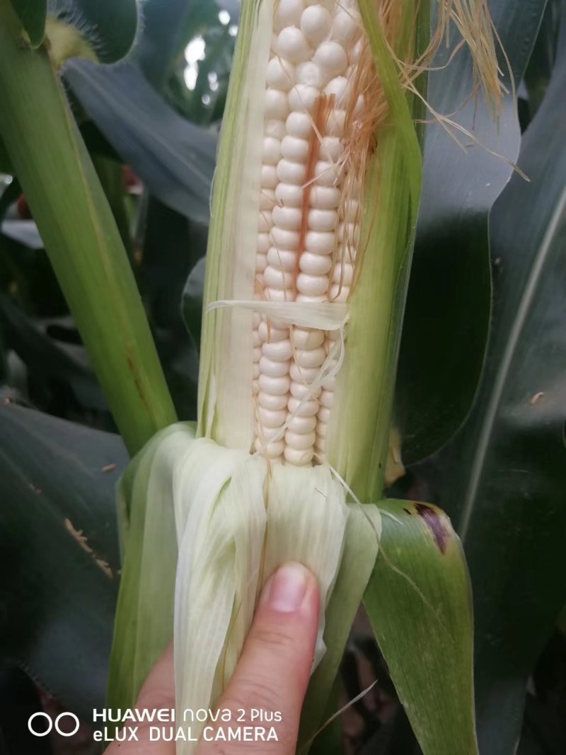 大量鲜玉米上市中需要的客户抓紧联系