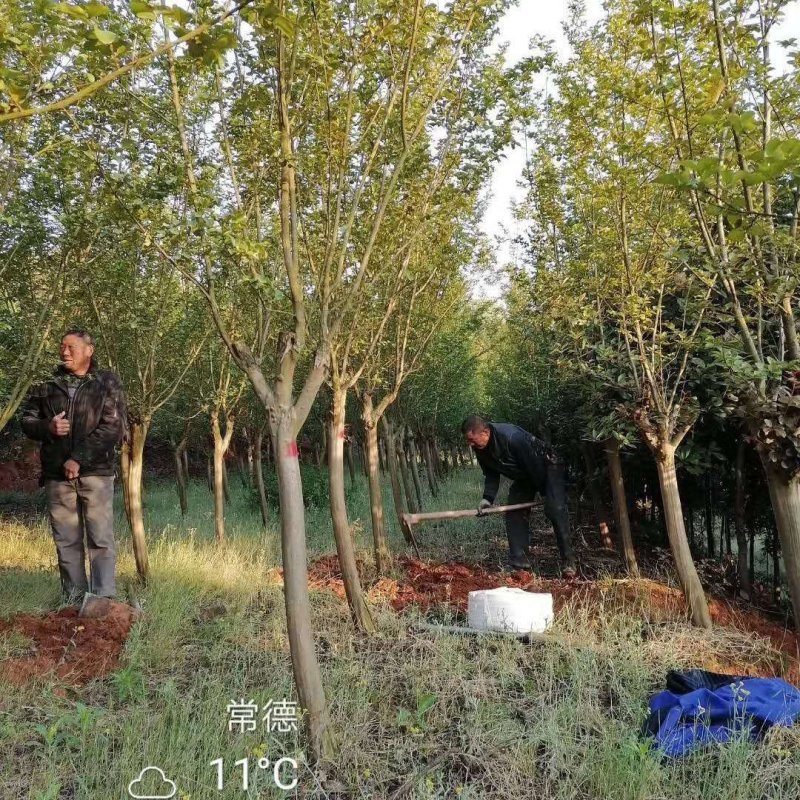 紫薇各种规格各种分支点全冠截干各种规格