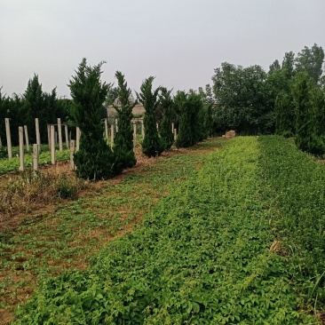 基地常年供应爬山虎（五叶地锦），基地发货，可现场看苗