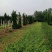 基地常年供应爬山虎（五叶地锦），基地发货，可现场看苗