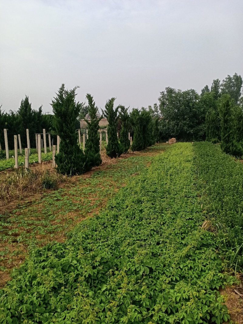 基地常年供应爬山虎（五叶地锦），基地发货，可现场看苗