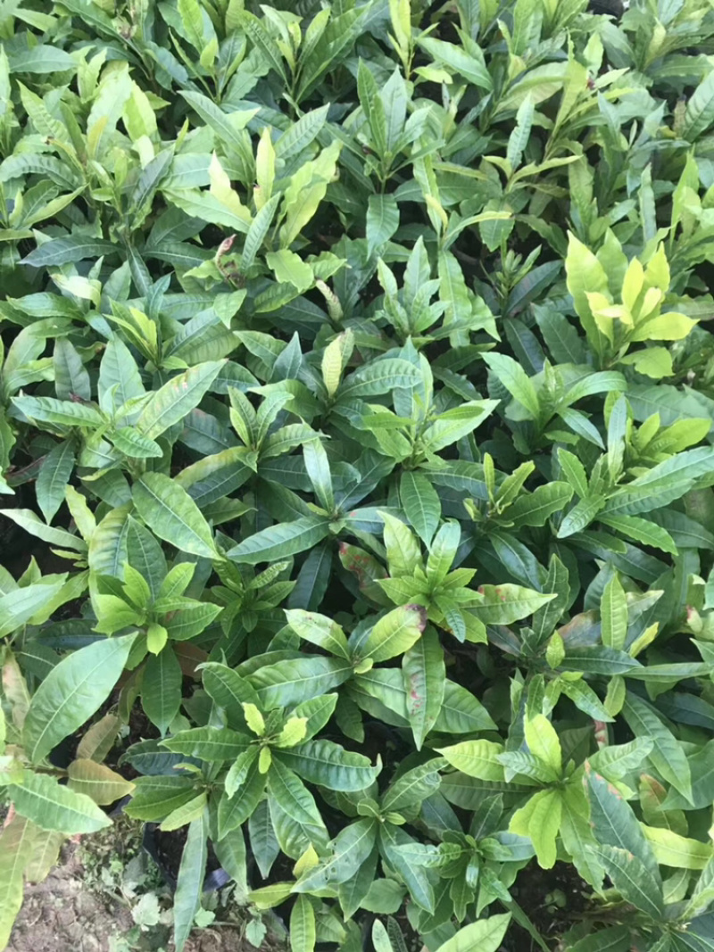 台湾黄晶果苗黄金果树苗南方果苗盆栽带土带叶子发货