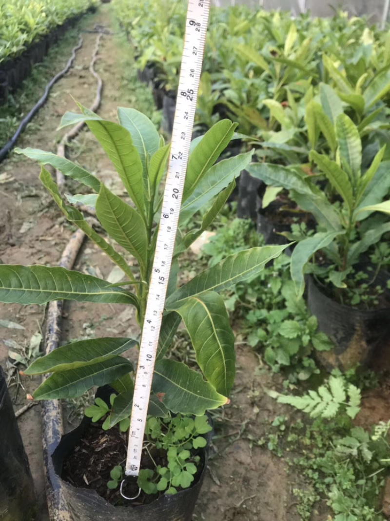 台湾黄晶果苗黄金果树苗南方果苗盆栽带土带叶子发货