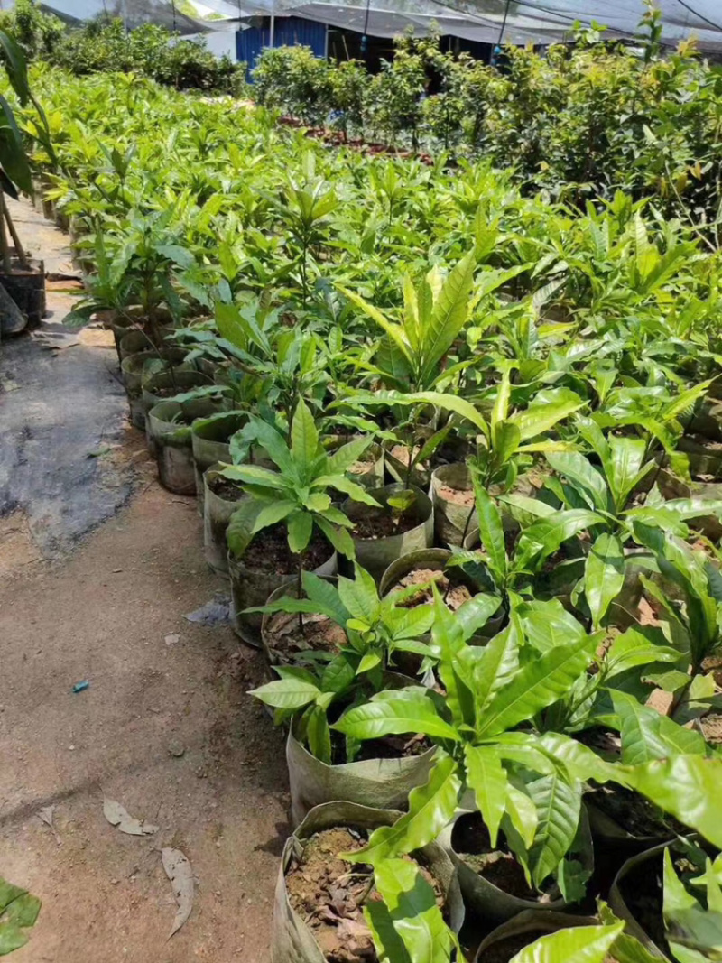 台湾黄晶果苗黄金果树苗南方果苗盆栽带土带叶子发货