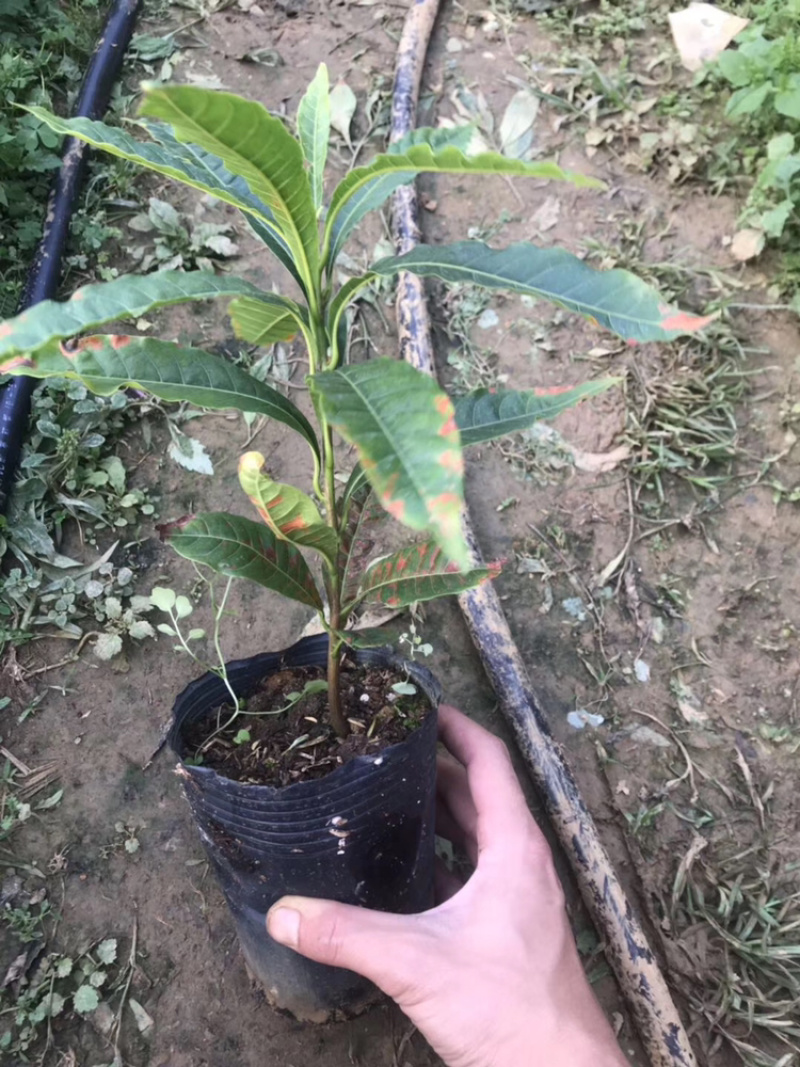 台湾黄晶果苗黄金果树苗南方果苗盆栽带土带叶子发货