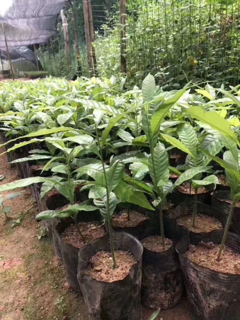 台湾黄晶果苗黄金果树苗南方果苗盆栽带土带叶子发货