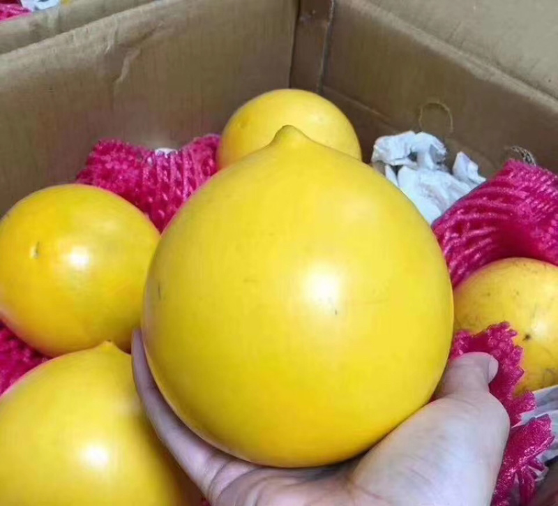 台湾黄晶果苗黄金果树苗南方果苗盆栽带土带叶子发货