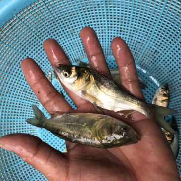【鲢鱼苗】鲢鱼鱼苗、花白鲢鱼苗.规格齐全、场地直供、