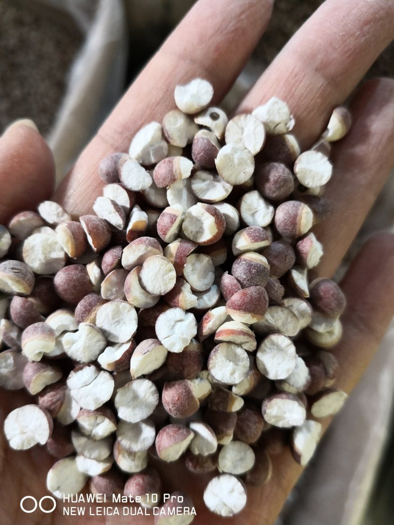 芡实两瓣各种规格山东干货量大从优