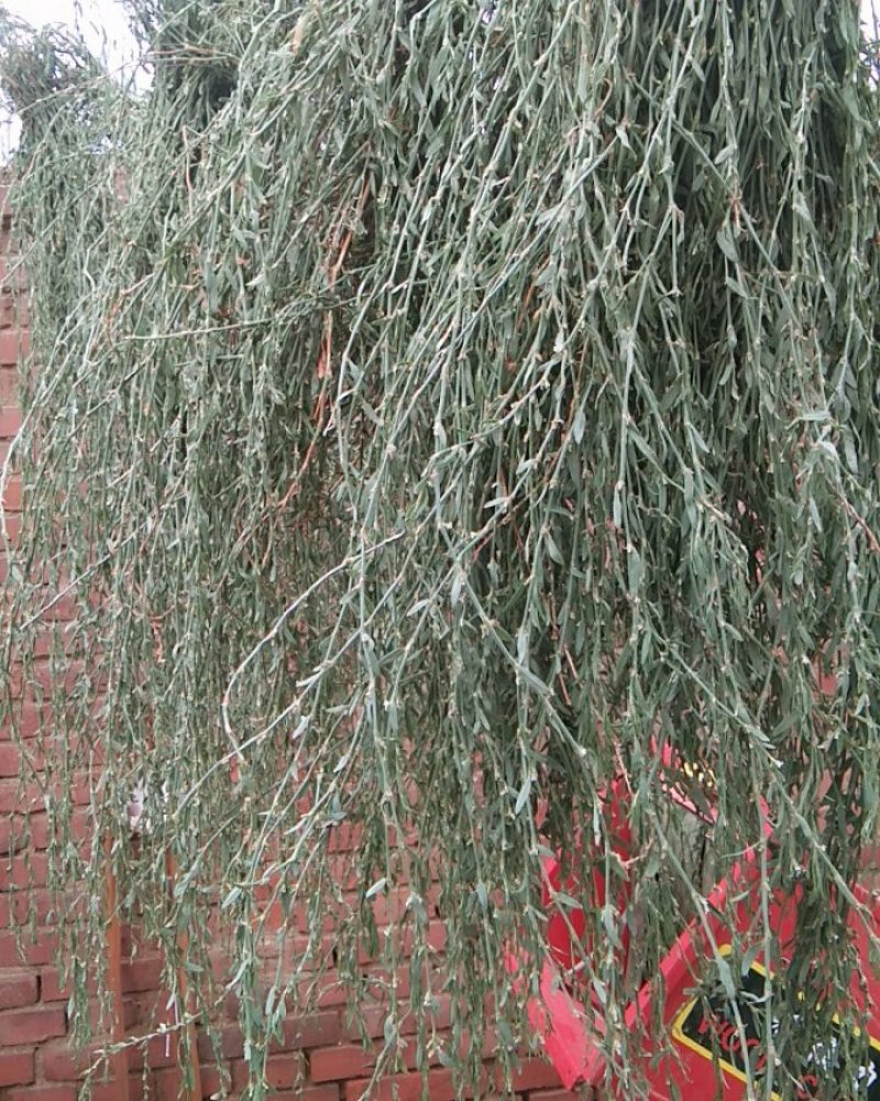 萹蓄
