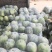 河北故城精品一串铃白皮冬瓜