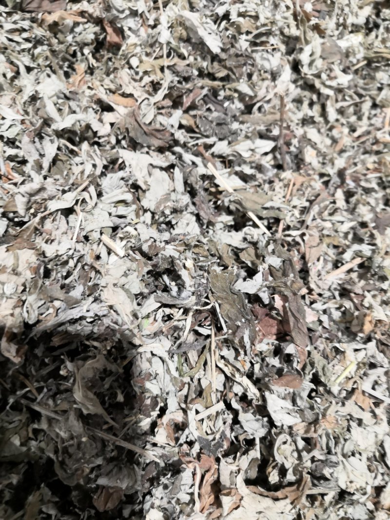 艾草中药材各种规格大货批发供应一手货源价格优。