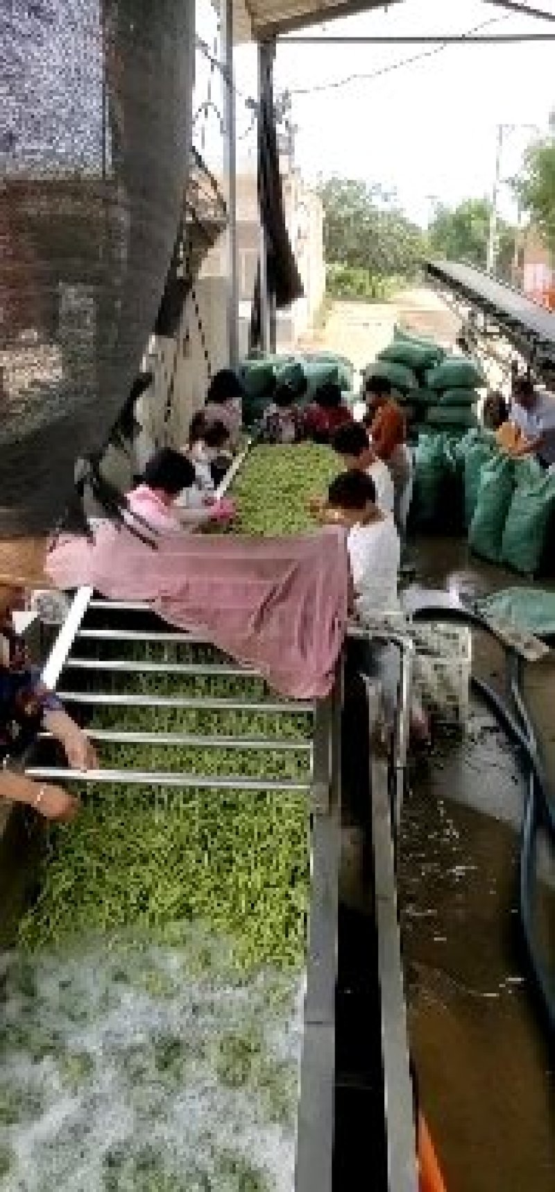 山东郯城红花黑皮大冬瓜大量上市了，质量杠杠的
