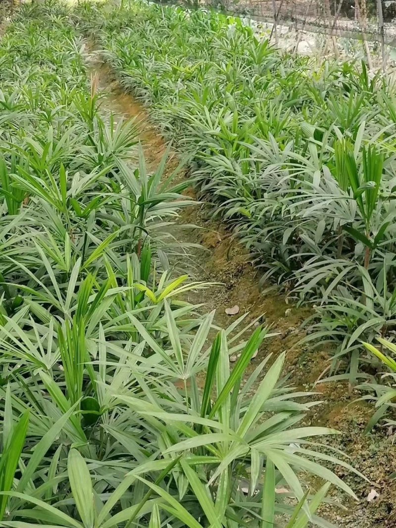 基地直销棕竹棕竹杯苗地苗棕竹一手货源