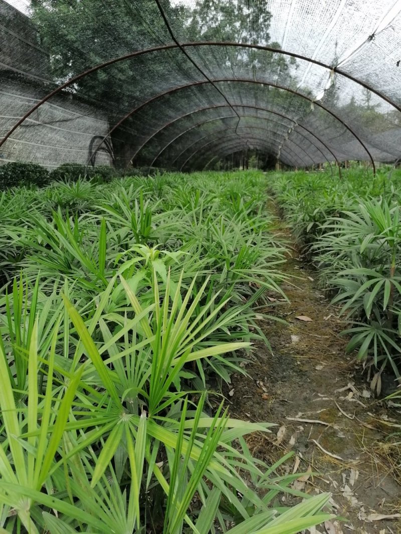 基地直销棕竹棕竹杯苗地苗棕竹一手货源