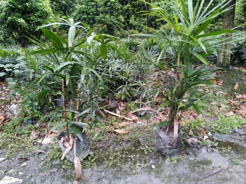 基地直销棕竹棕竹杯苗地苗棕竹一手货源