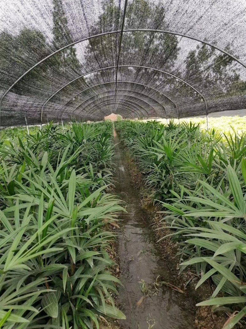 基地直销棕竹棕竹杯苗地苗棕竹一手货源