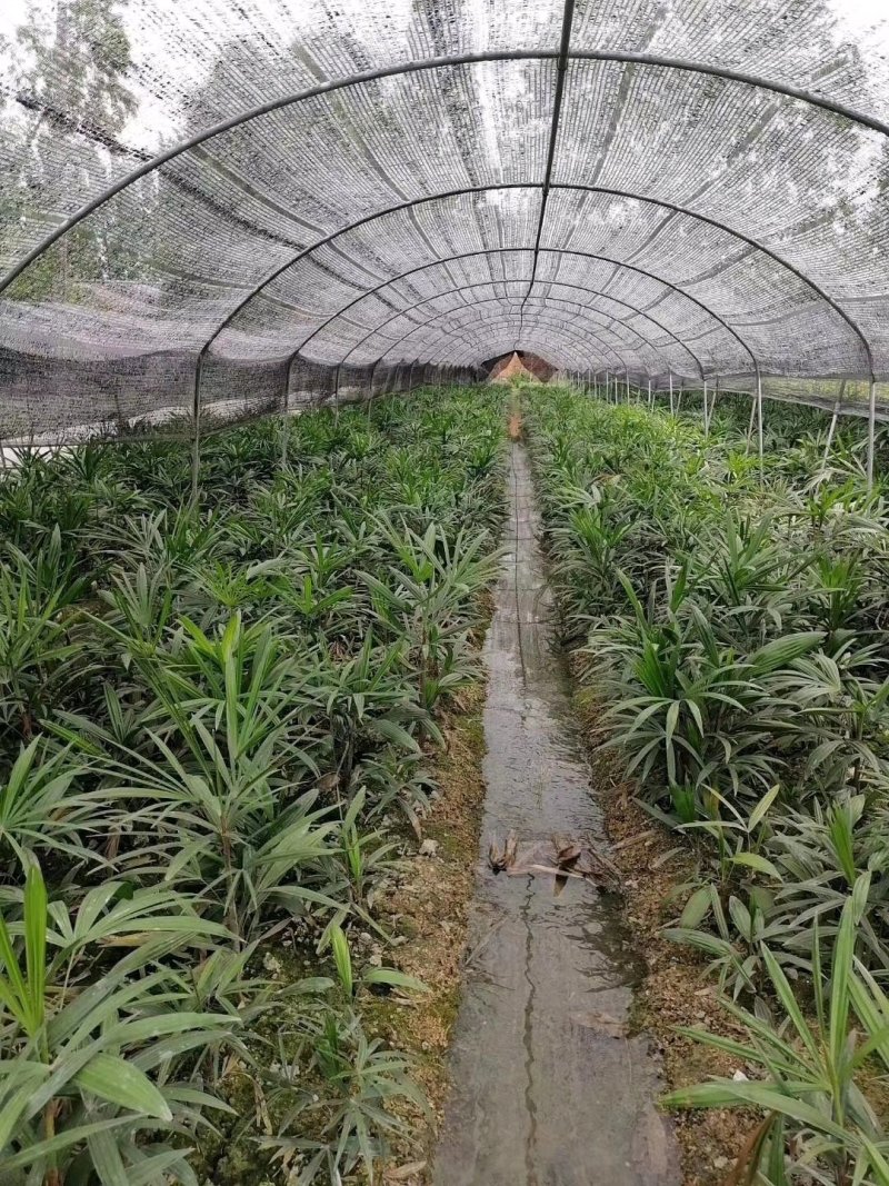 基地直销棕竹棕竹杯苗地苗棕竹一手货源