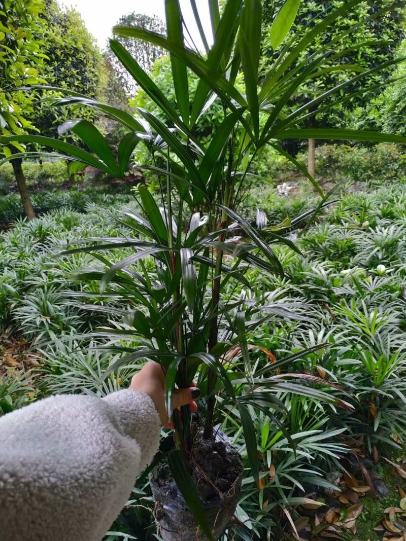 基地直销棕竹棕竹杯苗地苗棕竹一手货源