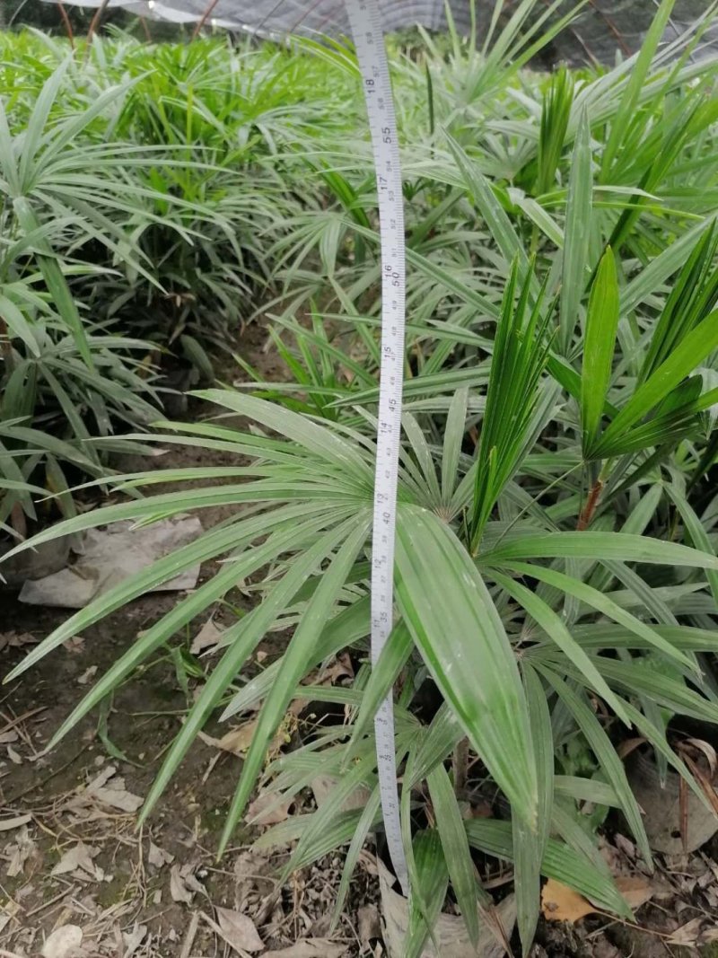 基地直销棕竹棕竹杯苗地苗棕竹一手货源
