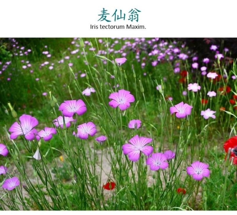 麦仙翁花种籽子耐旱鲜花种子景观绿化林木盆栽花卉种子易播种