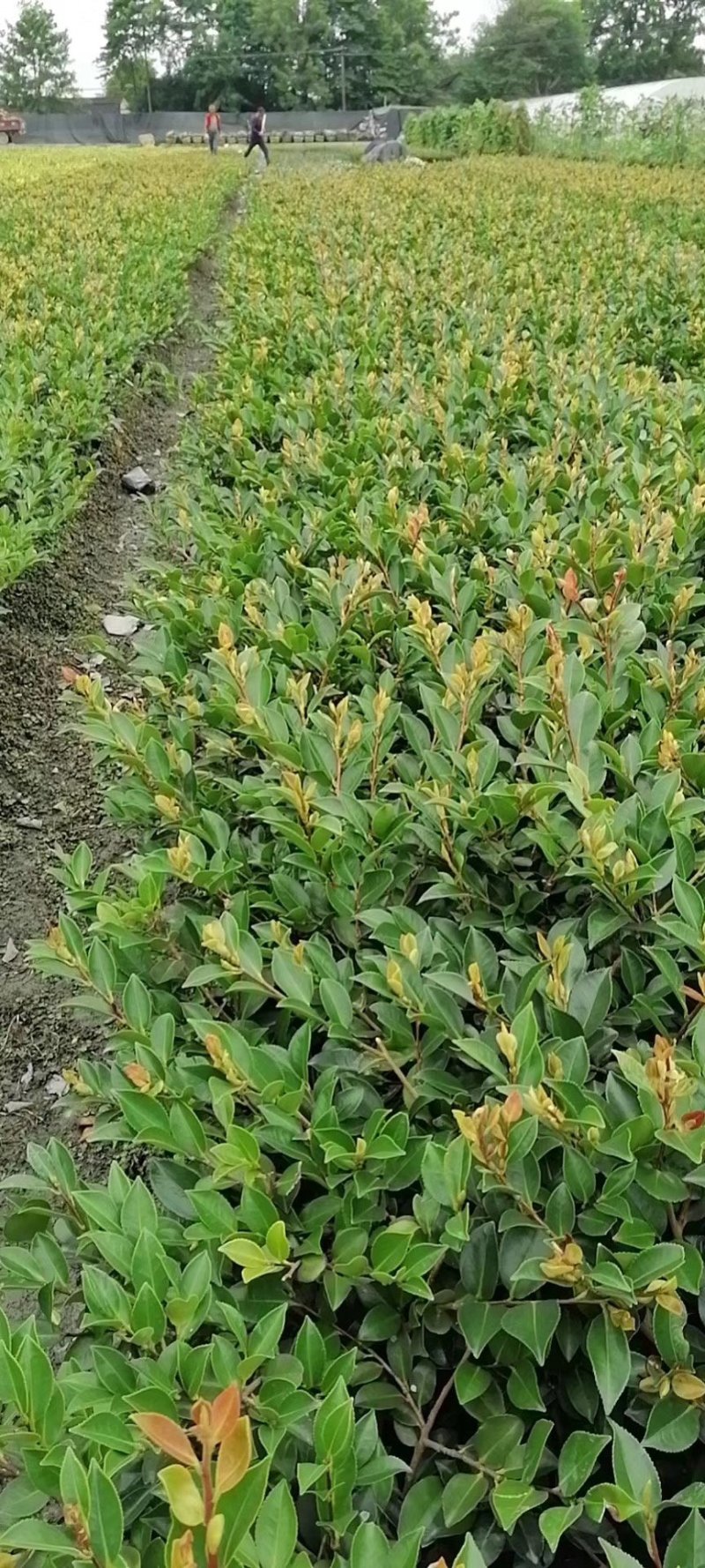 出售25公分茶梅苗茶梅杯苗成都货源数量多