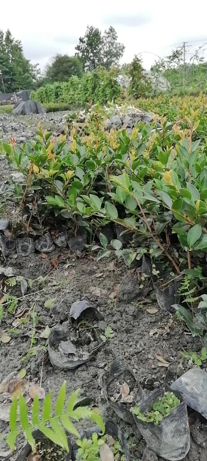 出售25公分茶梅苗茶梅杯苗成都货源数量多
