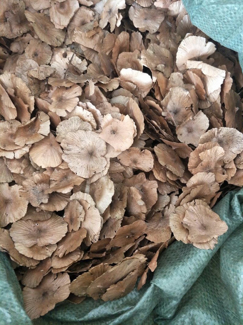 青钱柳金钱柳