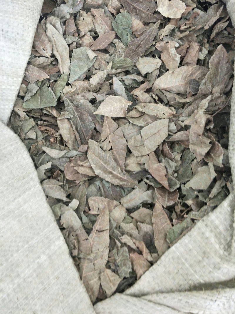 青钱柳金钱柳