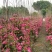 出售蔷薇四川成都蔷薇花多花蔷薇基地出售量大从优
