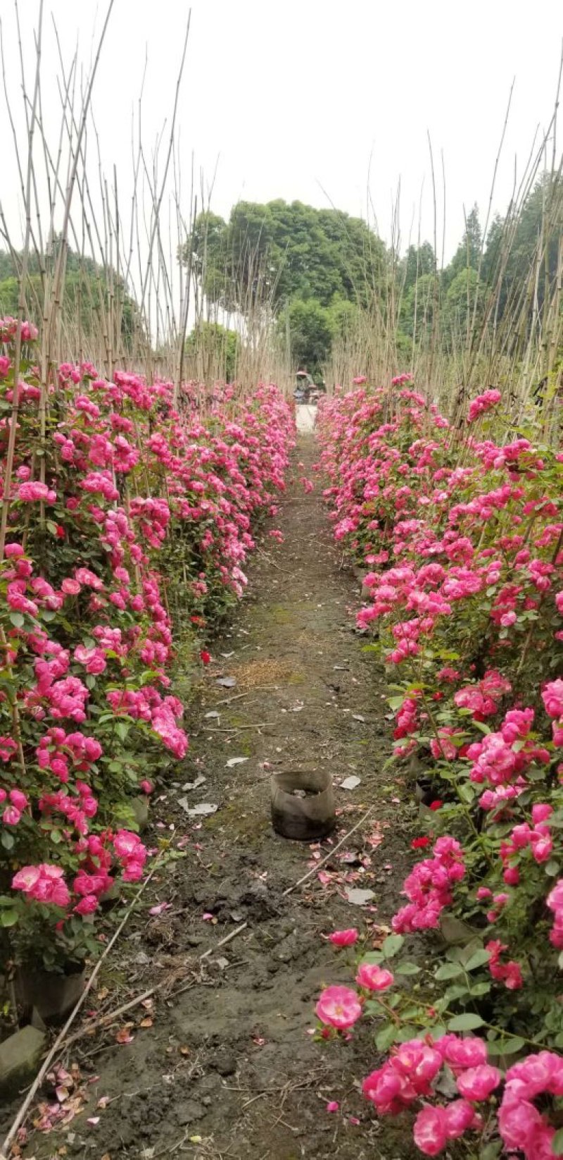 出售蔷薇四川成都蔷薇花多花蔷薇基地出售量大从优