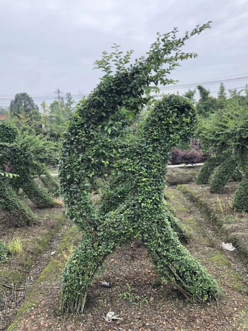 紫薇造型价格多少钱成都小叶