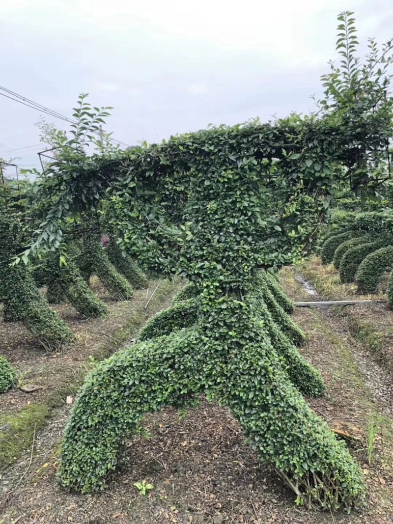 紫薇造型价格多少钱成都小叶