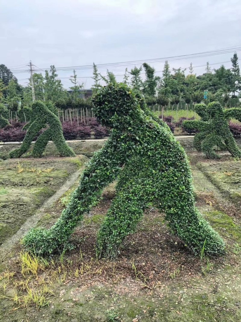 紫薇造型价格多少钱成都小叶