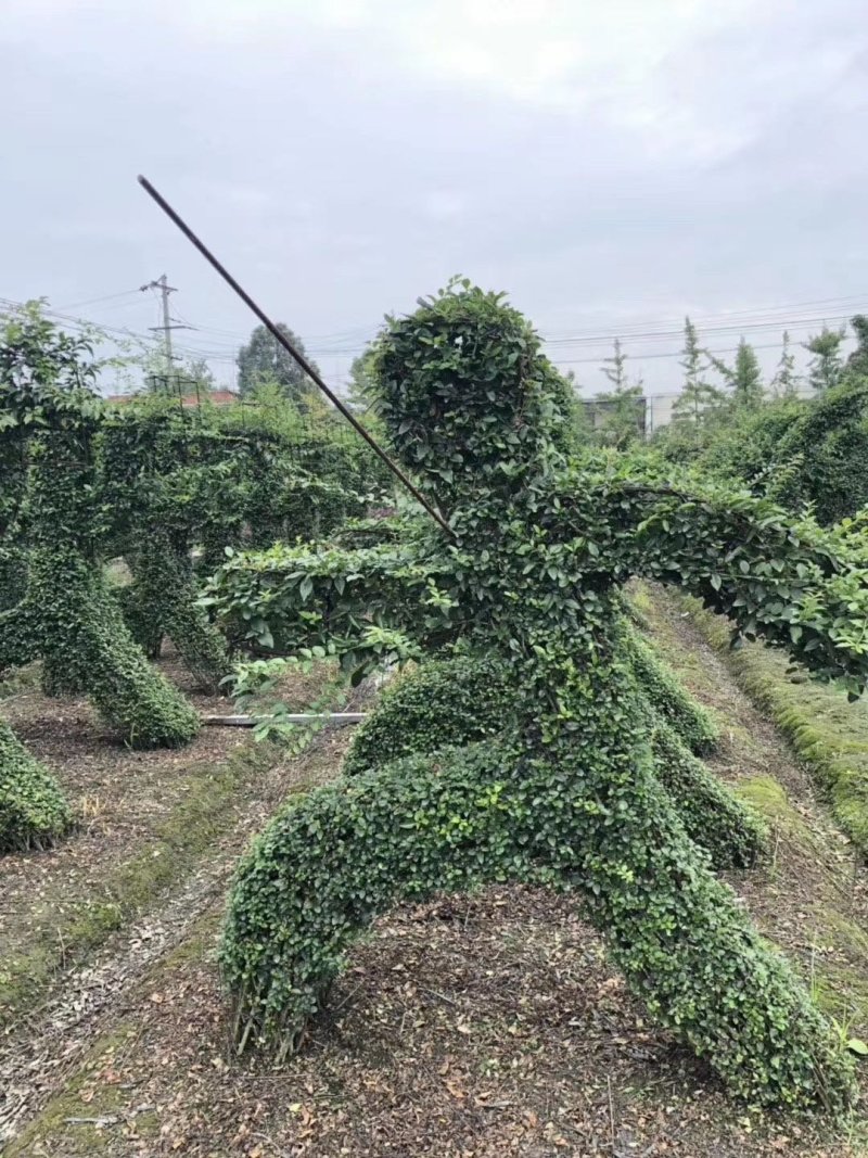 紫薇造型价格多少钱成都小叶