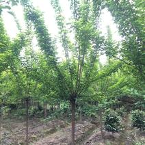 四川红梅5-8公分红梅树精品红梅树量大从优直销