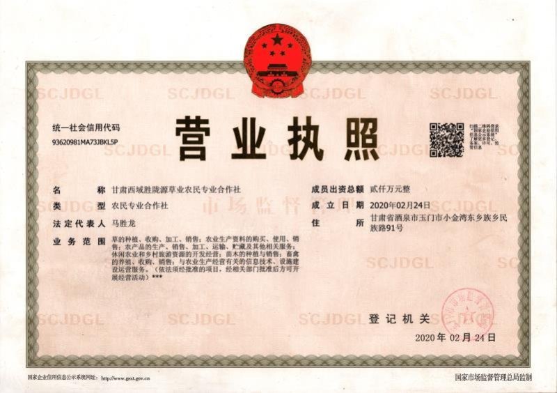 玉门苜蓿草批发紫花苜蓿草产量高蛋白含量够玉门苜蓿草