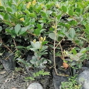 茶梅成都哪里有，价格多少钱