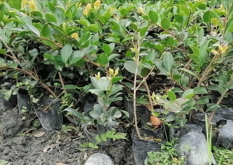 茶梅成都哪里有，价格多少钱