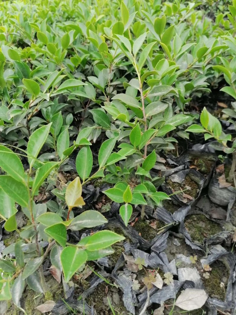 茶梅成都哪里有，价格多少钱