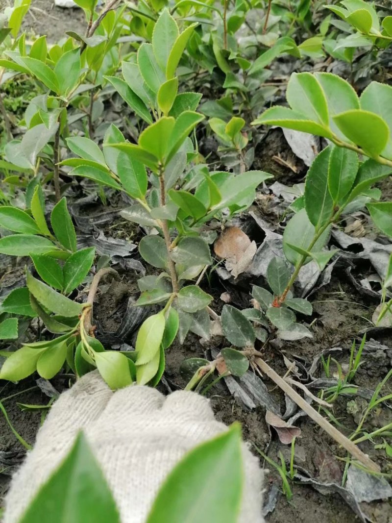 茶梅成都哪里有，价格多少钱